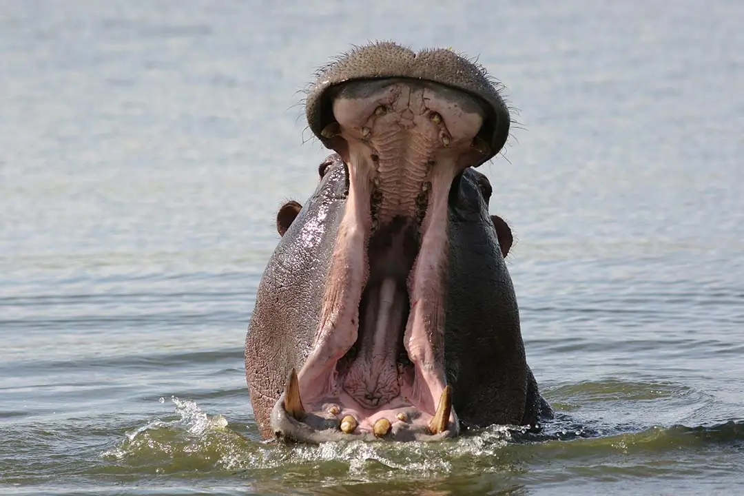 Hippo head